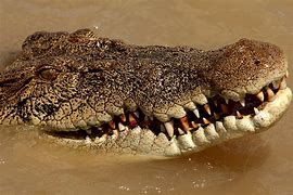 Image result for Chonker Crocodile