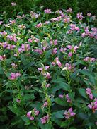 Image result for Chelone lyonii Hot Lips