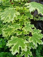 Image result for Variegated Maple Tree