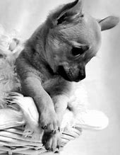 Image result for Cutest Chihuahua Puppies