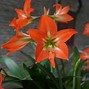 Image result for Blooming Amaryllis
