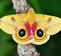 Image result for Different Moth Types