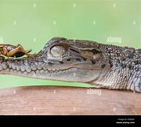 Image result for Crocodile Cricket Neon