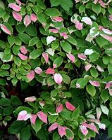 Image result for Actinidia kolomikta