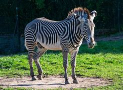 Image result for San Diego Zoo Zebra