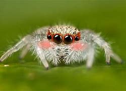 Image result for Red Fluffy Spider