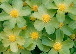 Image result for Hacquetia epipactis