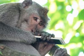 Image result for Monkey Playing Phone
