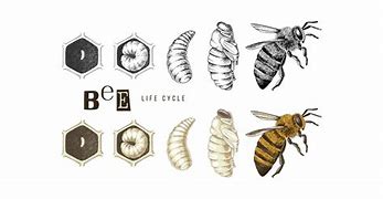 Image result for Honey Bee Life Cycle