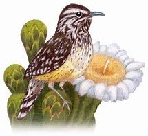 Image result for Arizona State Bird Drawing