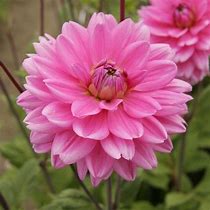 Image result for Dahlia Nashville