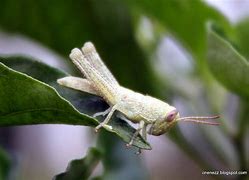 Image result for White Grasshopper