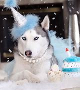 Image result for Funny Husky Birthday