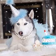 Image result for Siberian Husky Birthday Meme