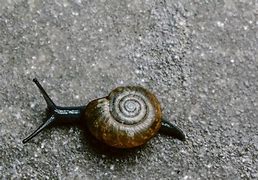 Image result for Beetlejuice Used for Molluscum