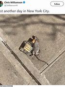 Image result for New York Rat Meme