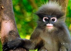 Image result for Bing Animals