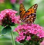 Image result for Most Beautiful Butterfly Wallpaper