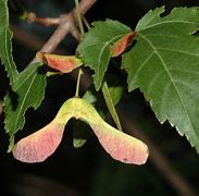 Image result for Acer Tataricum