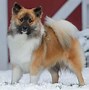Image result for Icelandic Herding Dog