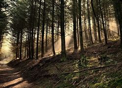 Image result for Wooded Forest Wallpaper