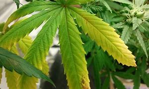 Image result for Underfed Cannabis