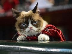 Image result for Tard the Grumpy Cat Meme