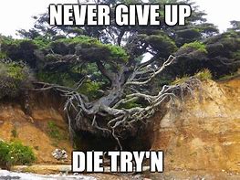 Image result for Never Give Up MEME Funny