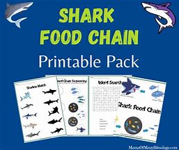 Image result for Basic Shark Food Chain