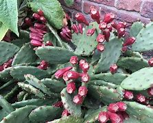 Image result for Opuntia humifusa