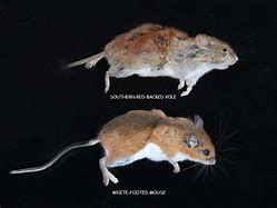 Image result for Difference Between Vole and Mouse