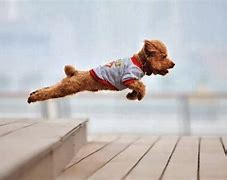 Image result for Funny Flying Animals