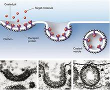 Image result for pinocytoza