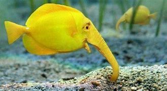 Image result for Elephant Fish