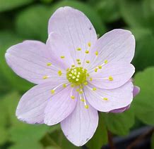 Image result for Anemonella thalictroides