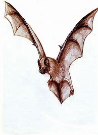 Image result for Free Vampire Bat Art