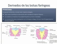Image result for farinegas
