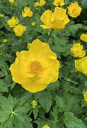 Image result for Trollius stenopetalus 