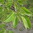 Image result for Pyrus communis *in soorten*