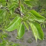 Image result for Pyrus communis Legipont