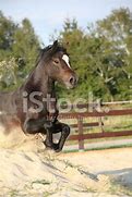 Image result for Cob Horse Jumping