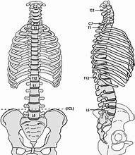 Image result for Spine Illustration Anatomy