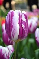 Afbeeldingsresultaten voor Tulipa Flaming Flag