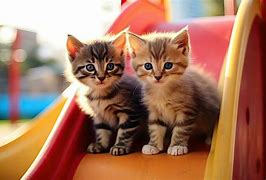 Image result for Cute Kittens Playing