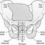 Image result for How Big Is 10 Cm Dilated