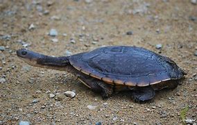 Image result for Chelodina canni