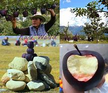 Image result for Sour Apples of Manipur