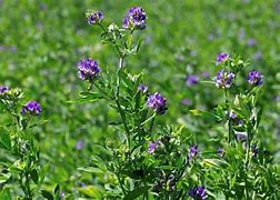 Image result for slfalfa