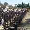 Image result for Lagerstroemia Glendora White