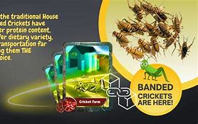 Image result for Live Crickets in Bulk